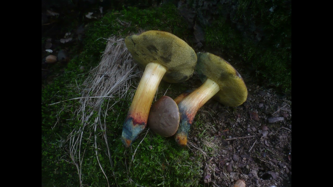 Xerocomellus cisalpinus
