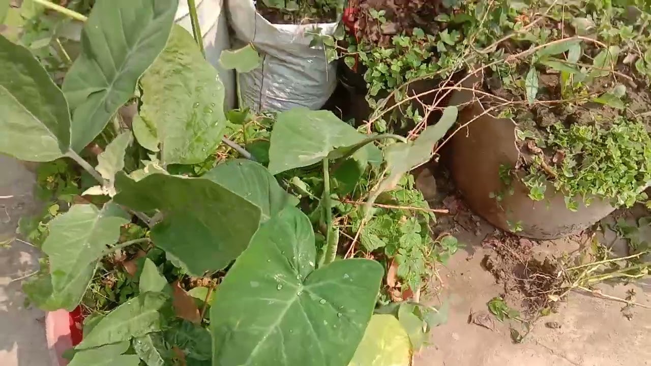 ছাদ বাগানের লেবু,মালটা গাছের যত্ন ও পরিচর্যা।