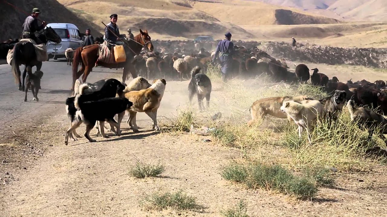 A dogfight between Tajik shepherd dogs from two different flocks