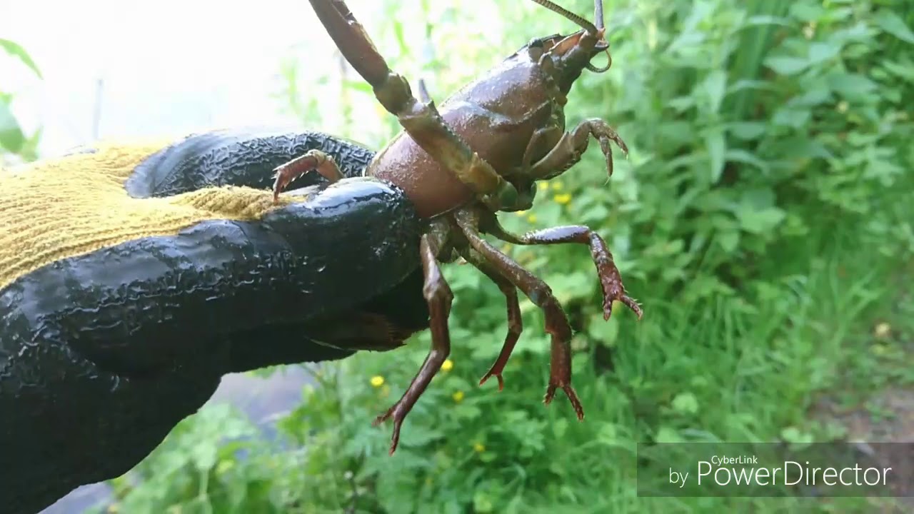 UKCA field research on six different types of baits, which ones worked best? RESULTS
