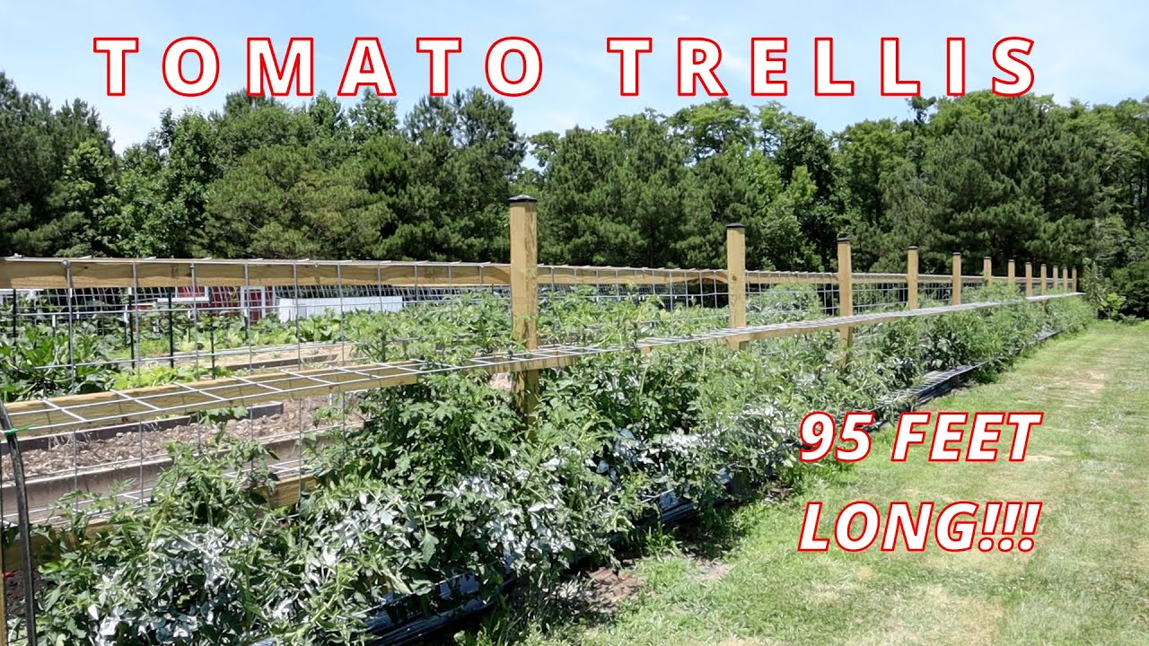 Tomato Trellis Build w/ Cattle Panels | D.I.Y.