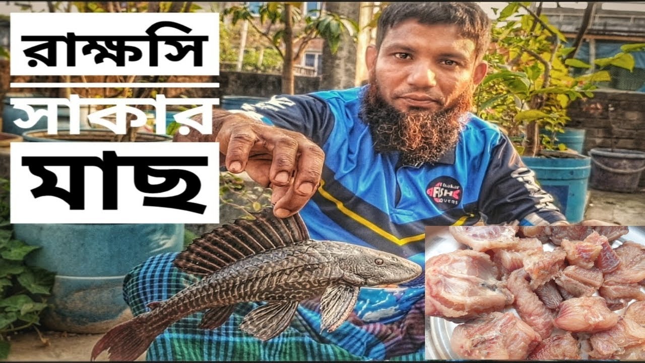 সাকার ফিস খাওয়া যায় কি না?? পর্ব - ৩ | সাকার মাউথ ক্যাটফিস | suckermouth catfish