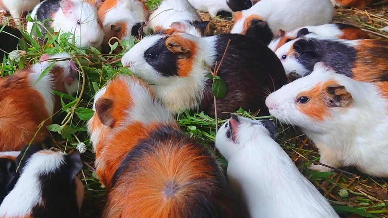 Guinea pigs eating asmr, cute animals asmr, relaxing Guinea pig videos, Guinea pig baby food 
