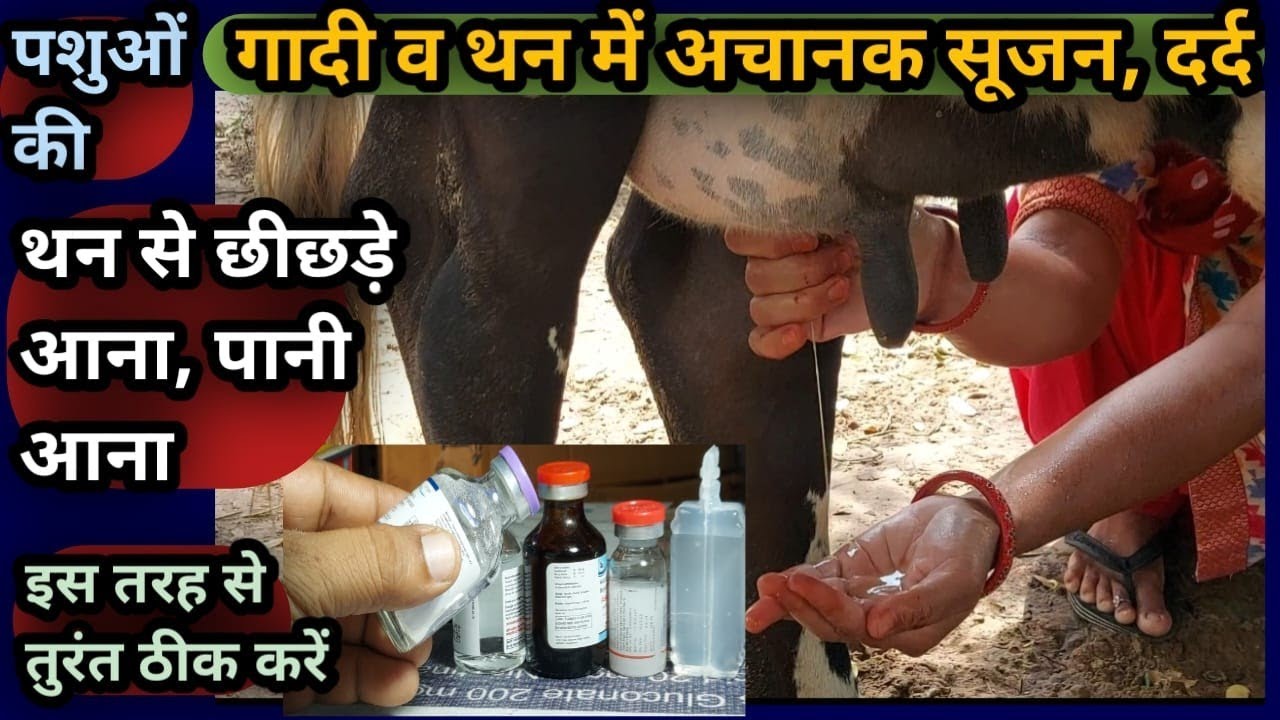 पशुओं की गादी(Udder) व थन(Teat)में अचानक सूजन||दर्द/थन से छीछड़े आना/पानी आना तुरंत इलाज ऐसे करें👉