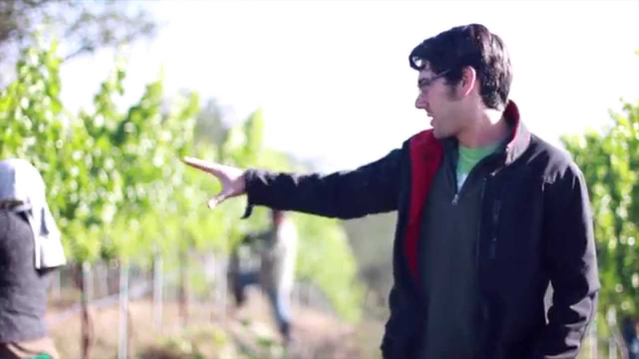 Notes From the Winemaker - Leaf Pulling/Cluster Thinning