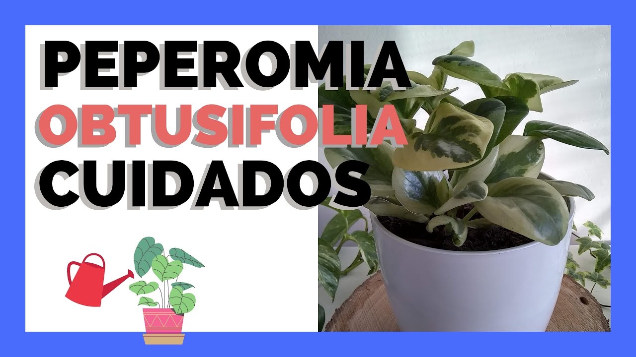 🌟 PEPEROMIA OBTUSIFOLIA VARIEGATA 🌟 4 TIPS I PLANTAS DE INTERIOR