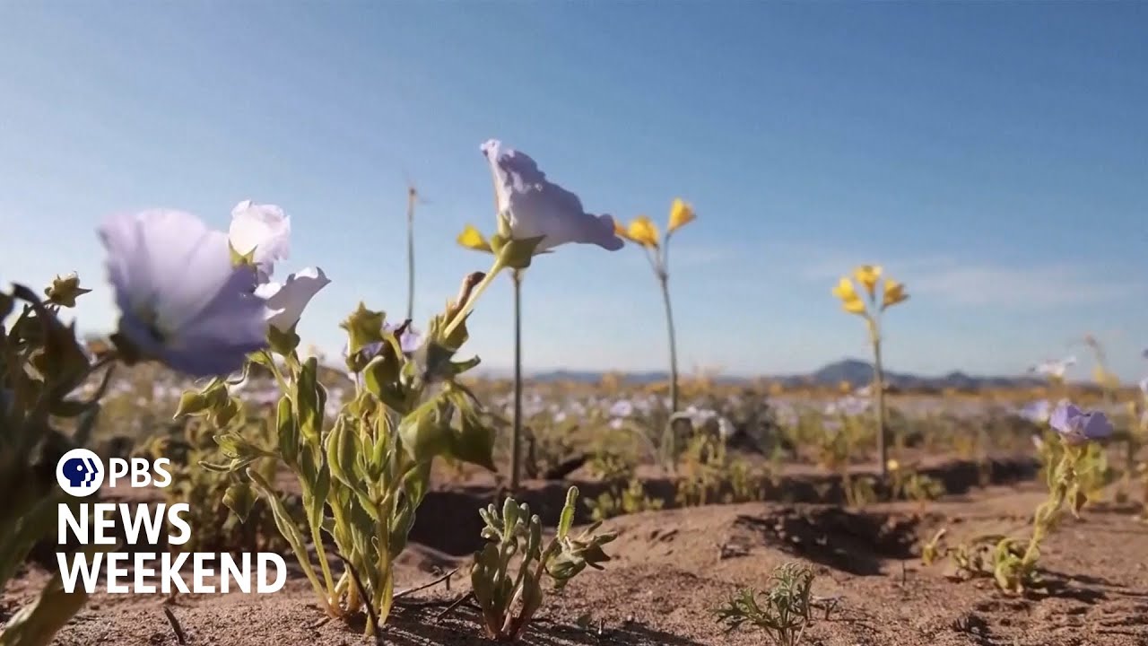 Scientists study rare bloom in the Atacama Desert, one of the driest places on Earth