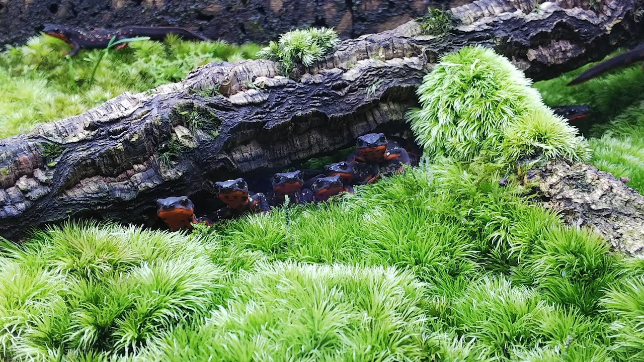 Re.イモリ飼育の際に命に関わる危険な行為と購入について【イモリウム】/vivarium,paludarium,aquaterarium,Newt/JAPAN