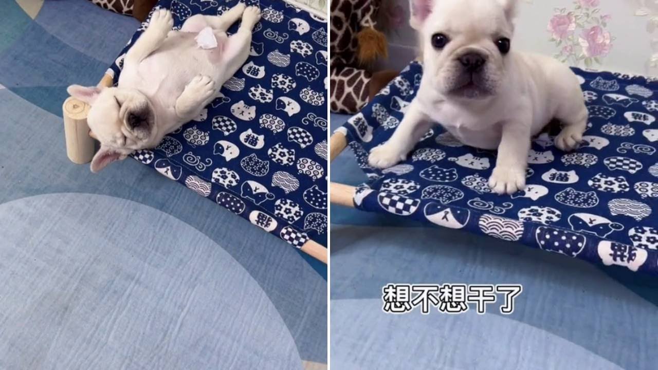上班时间又在睡觉，还想不想干了。 #法牛 #萌宠法斗 #法斗蠢萌#法斗 #法国斗牛犬 #法斗宝宝