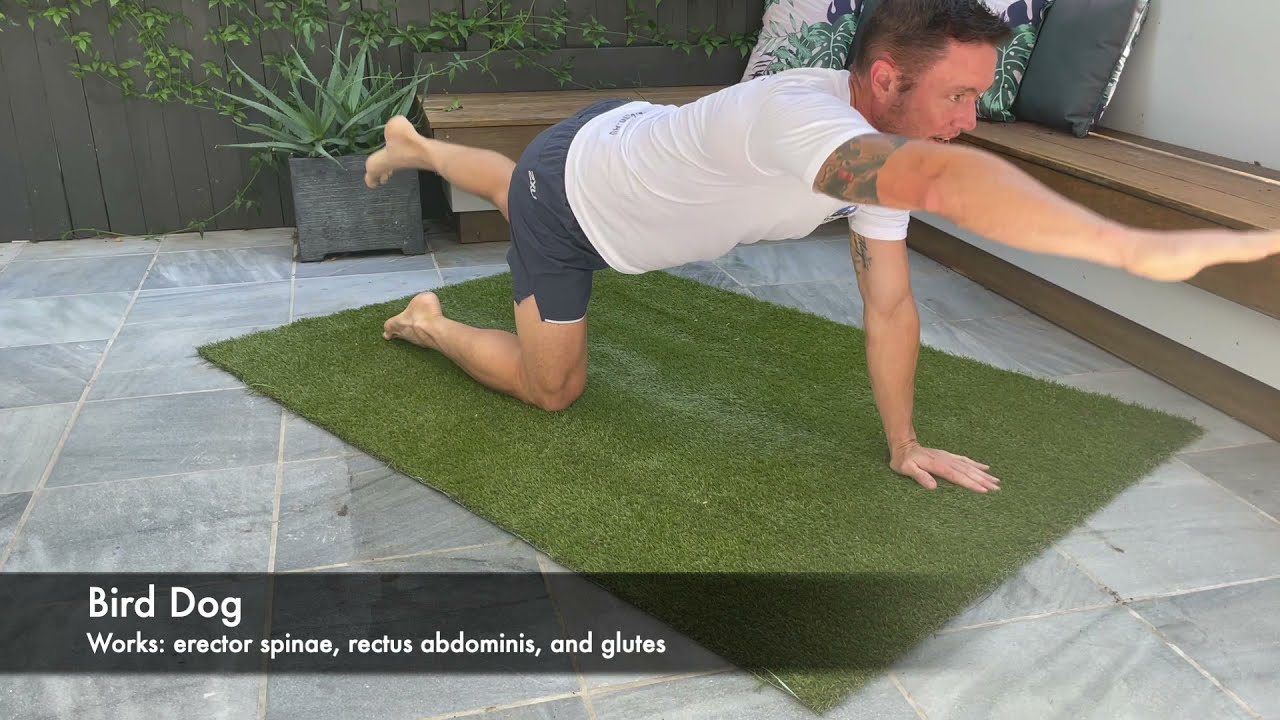 Core exercise for runners - Bird Dog