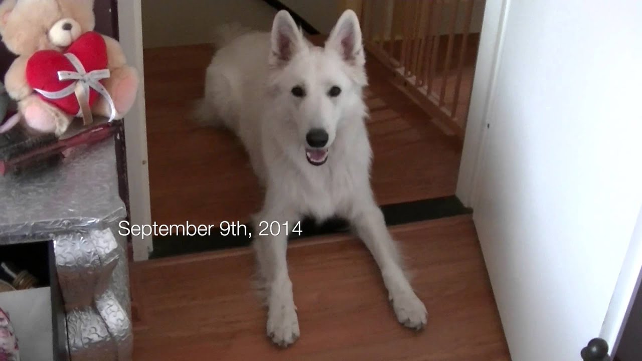 Snow, the white shepherd, is doing his job as an seizure alert dog / epilepsy dog