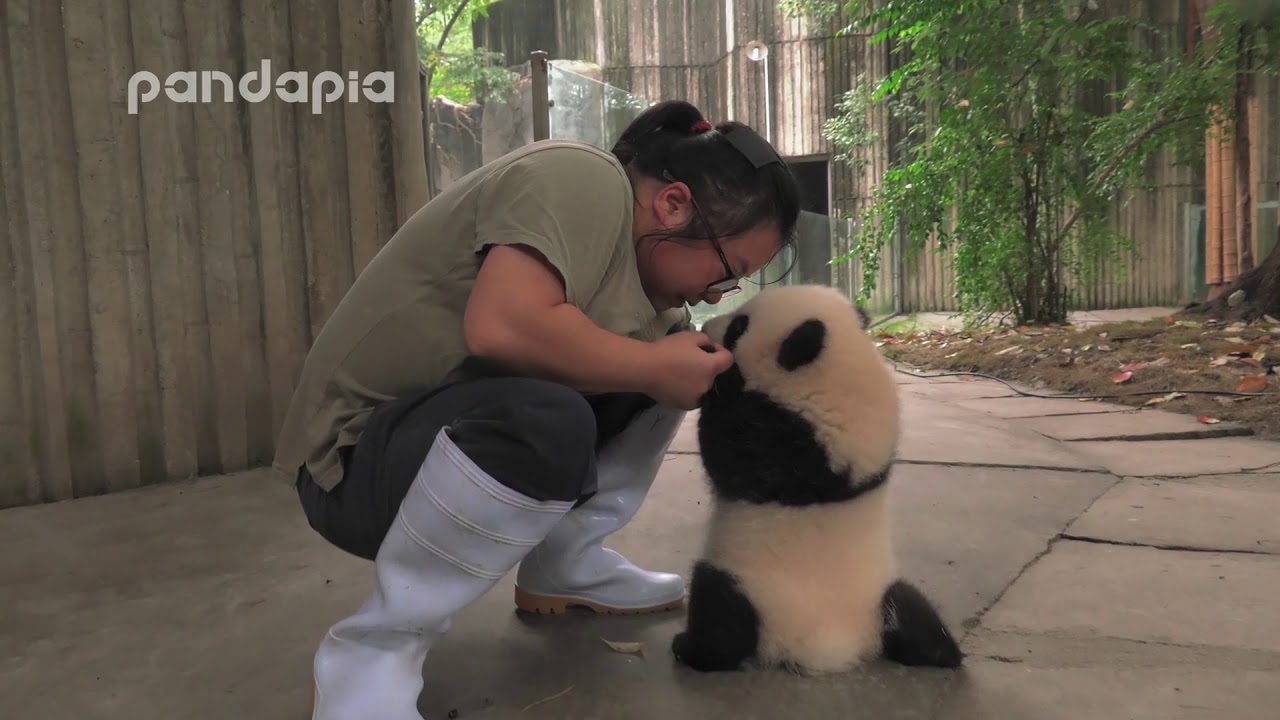 keeper encourages the panda cub to walk