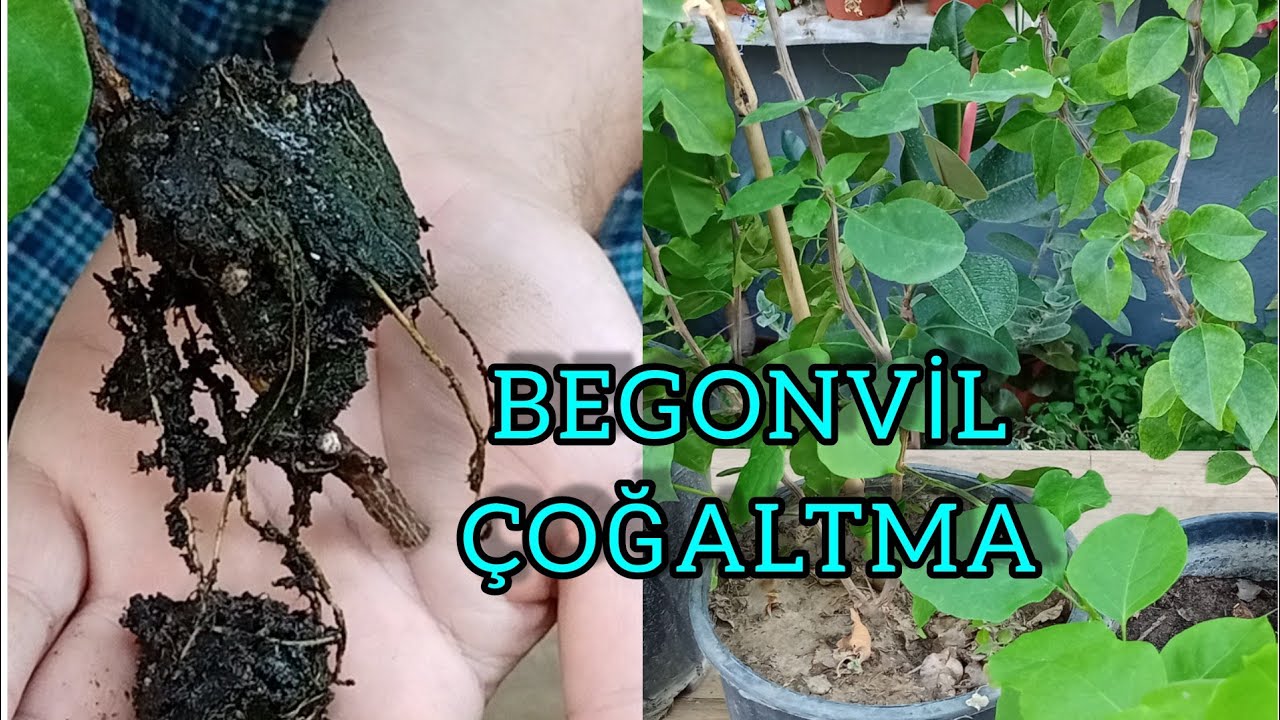 BEGONVİL- HAVAİ KÖKLENDİRME İLE ÇOĞALTMA.