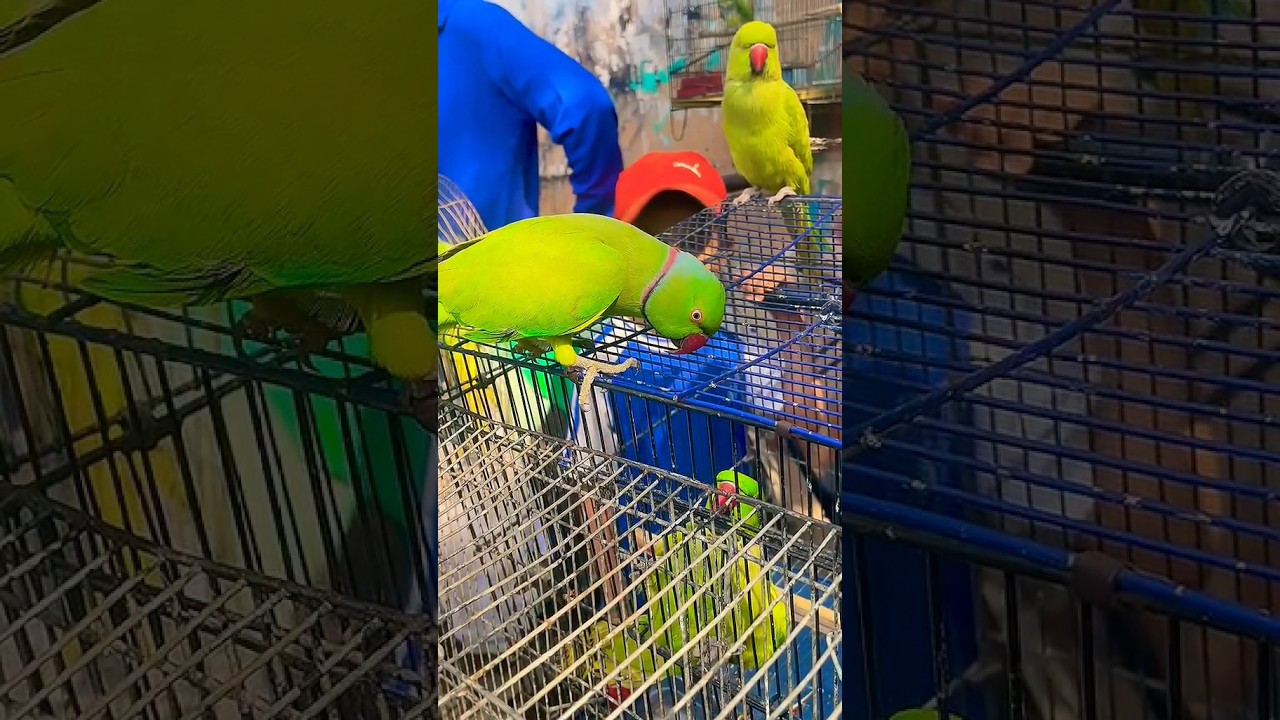 parrot talking in sweet voice 😀🦜 #parrot