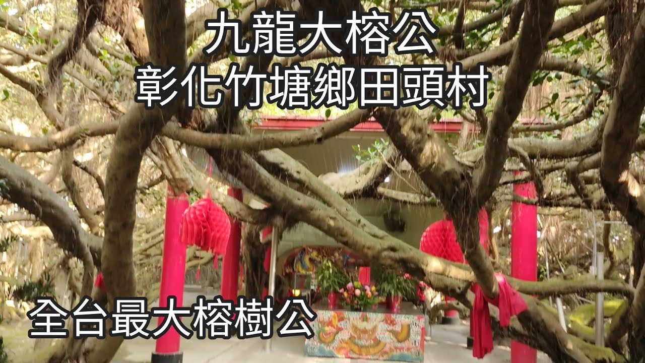 （九龍大榕公）位於彰化竹塘鄉田頭村，是全台最大的榕樹公（110集）@Pin338548