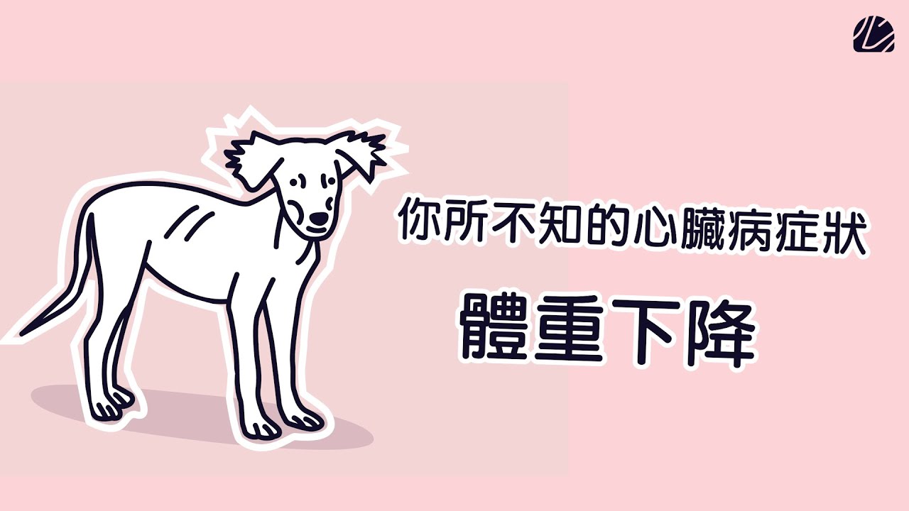 【心臟病犬貓照護指南】EP5 毛孩體重下降？原來是可能和心臟病有關的「惡病質」