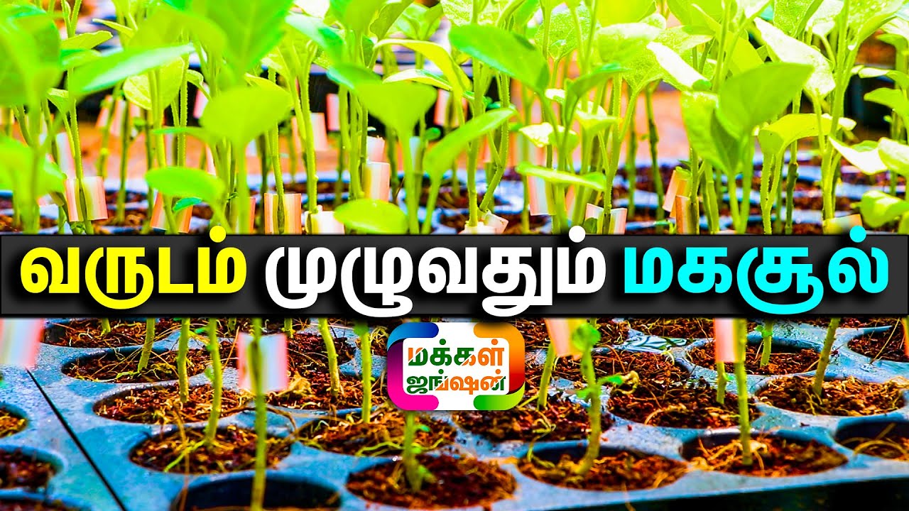 ஒட்டுக் கட்டிய நாட்டு கத்திரிக்காய் நாற்றுகள் வேண்டுமா ? கத்திரி விவசாயம், Grafted Brinjal Nursery