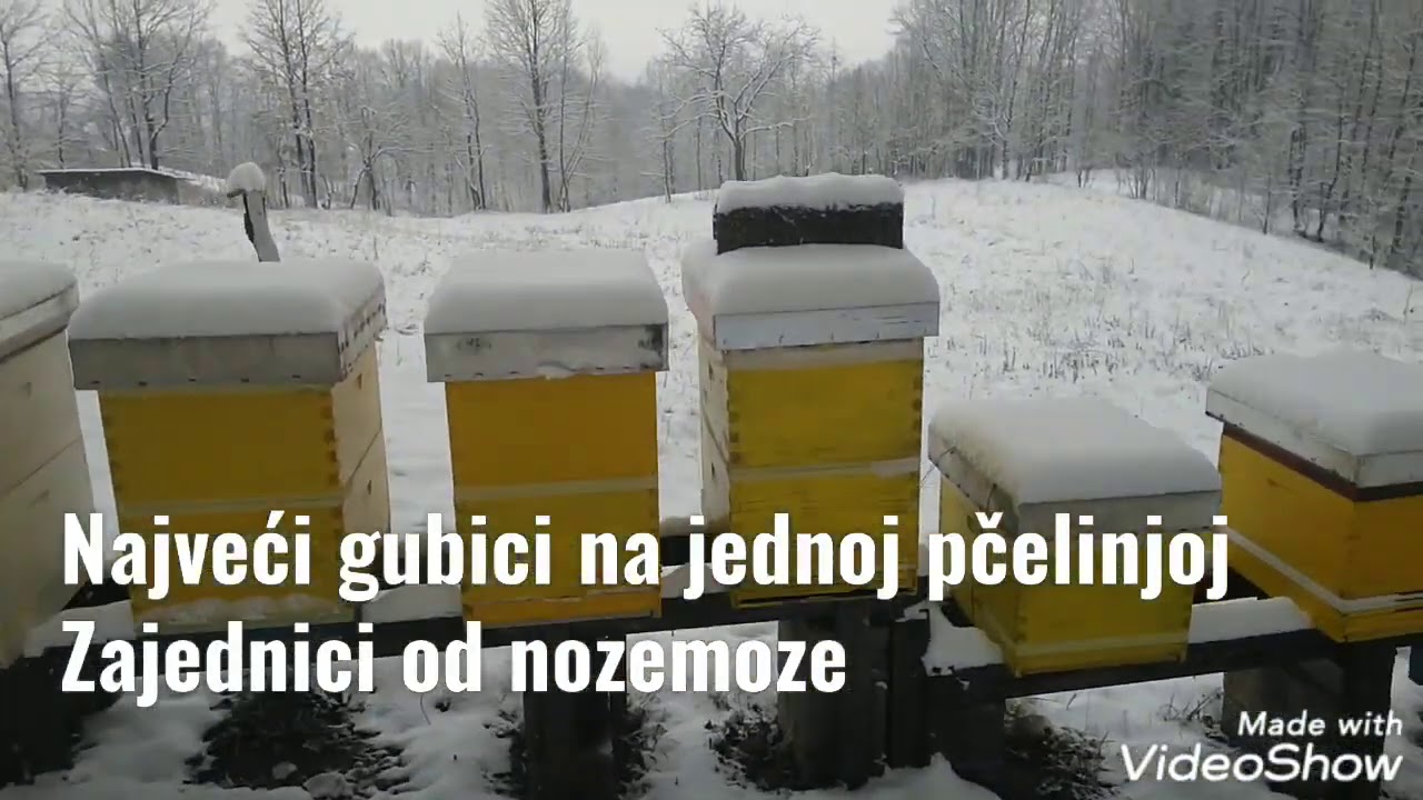 Nozemoza - Šta je i kako se liječi?