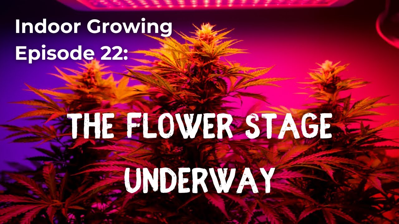 Indoor Growing for Beginners - The Flower Stage Underway