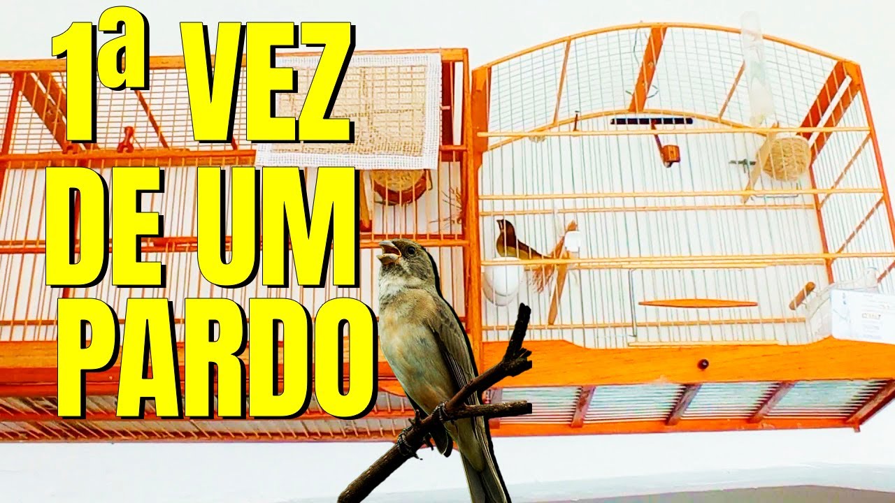 COMO DAR F&Ecirc;MEA A UM PARDO PELA 1&deg; VEZ APRENDA CERTO