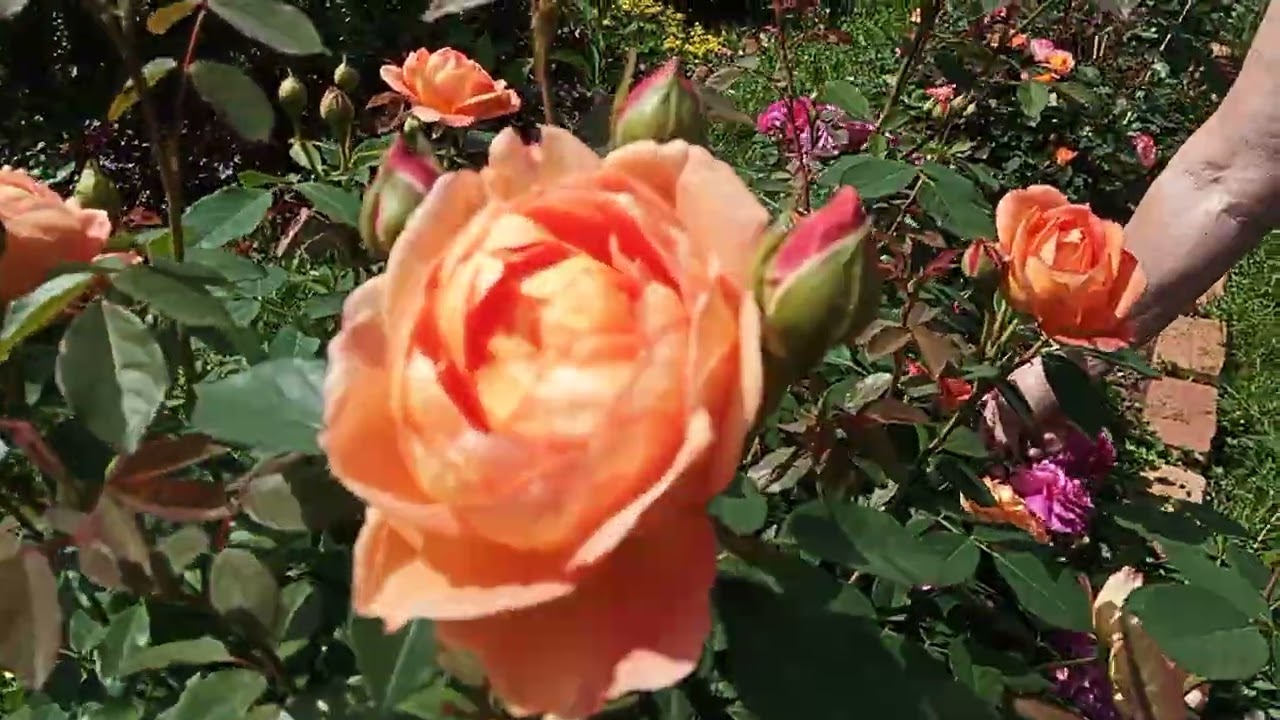 В гостях у Марины