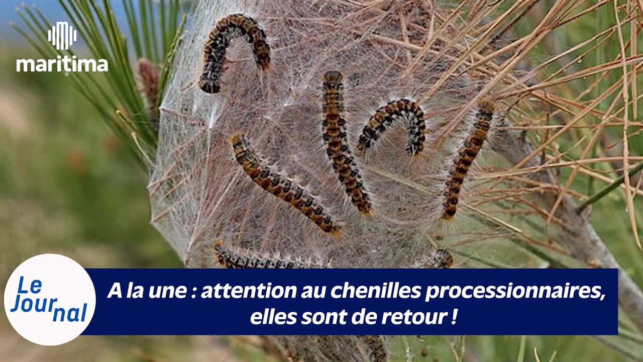 16/01/2026 - Le Journal Maritima TV