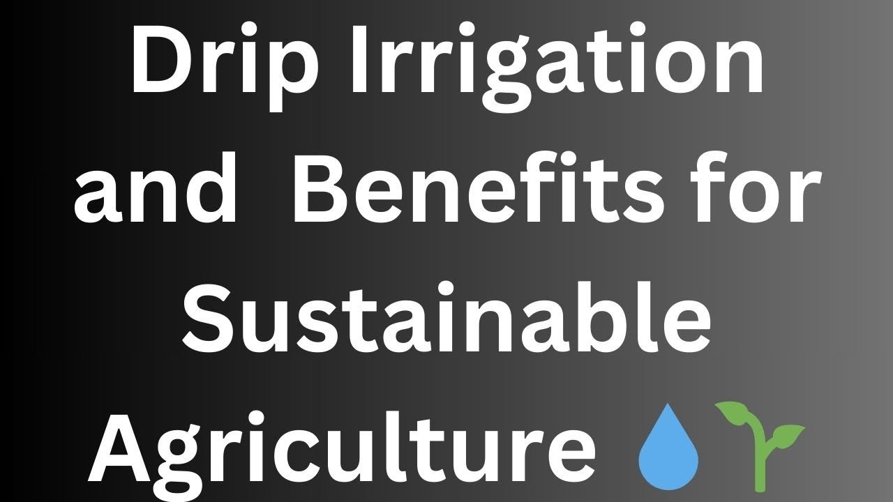 Drip Irrigation: Benefits for Sustainable Agriculture 💧🌱