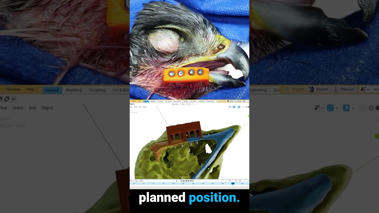 The world's first orthognathic surgery in a bird (Beak occlusion correction)