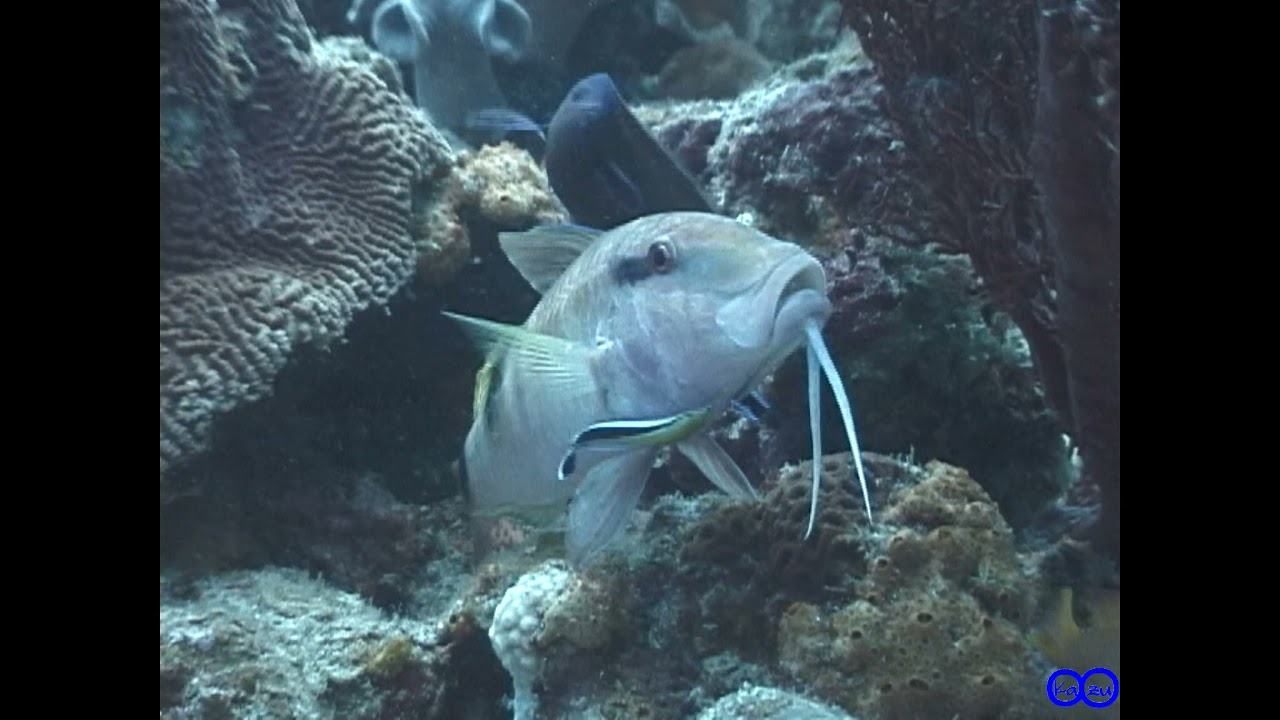 【瞬撮】ホンソメワケベラ、ソメワケベラのクリーニング　Labroides dimidiatus、Labroides bicolor　cleaning