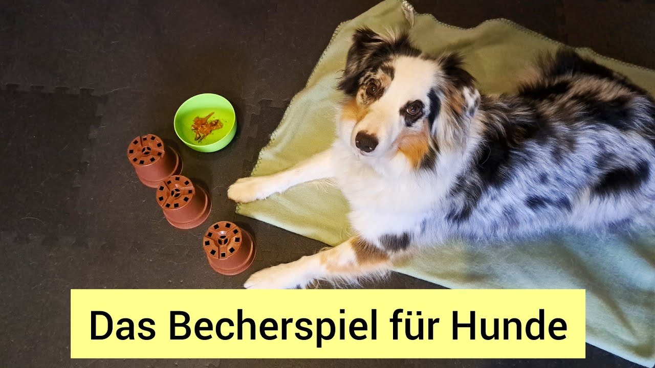 Den Hund zu Hause beschäftigen | Das Becherspiel für Hunde | Hund lernt Blumentopfspiel