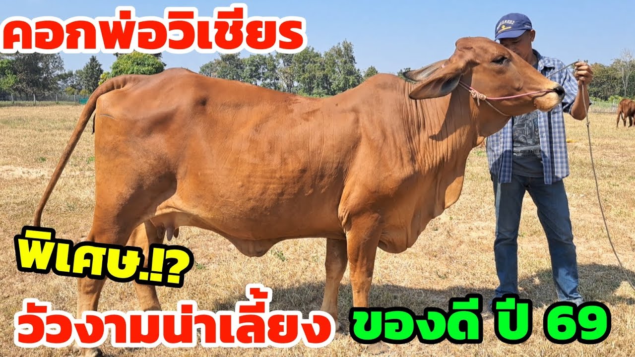 ด่วนๆคลิปแรก‼️15 ม.ค.69 คอกพ่อวิเชียร พิเศษสุด ของดี ปี 69 วัวงามน่าเลี้ยงเพื่อเกษตรกร