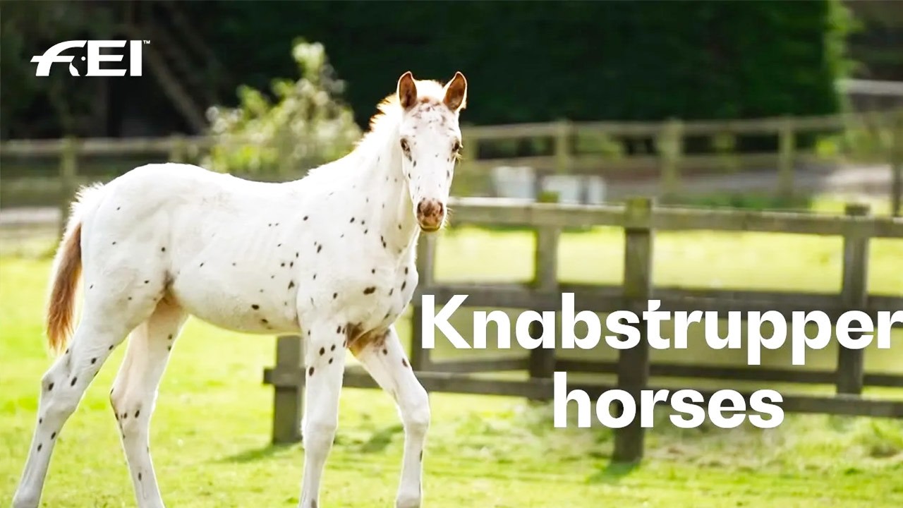 Spotlight on the spotted horses 🤩| RIDE presented by Longines