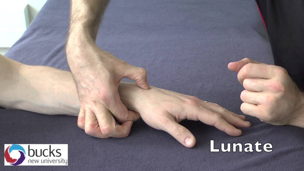 Bucks New University Wrist and Hand palpation - Year 1 SL442
