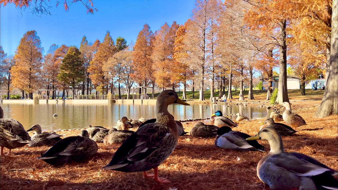 [JAPAN/TOKYO]Toneri Park Toneri-koen walking scenery
