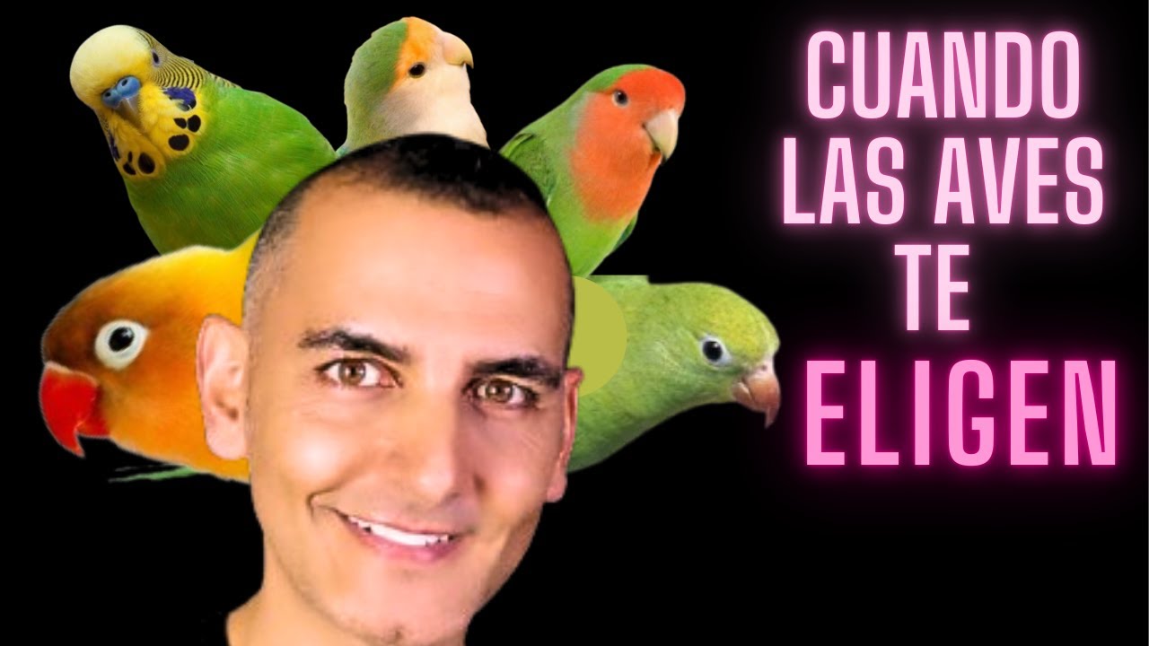 No buscaba aves, pero ellas me encontraron | Visitantes alados cambiaron mi vida