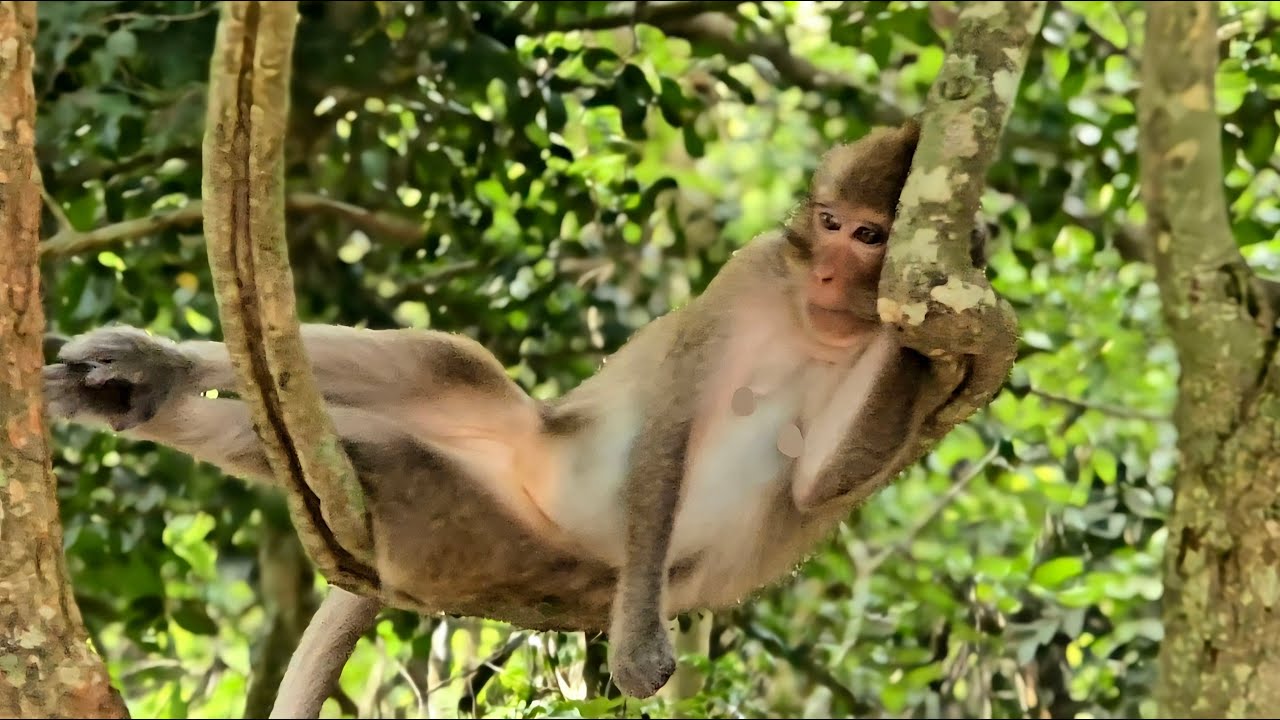 Monkey Sad, It's unbelievable that a monkey is so heartbroken over love. It's a rare sight to see.