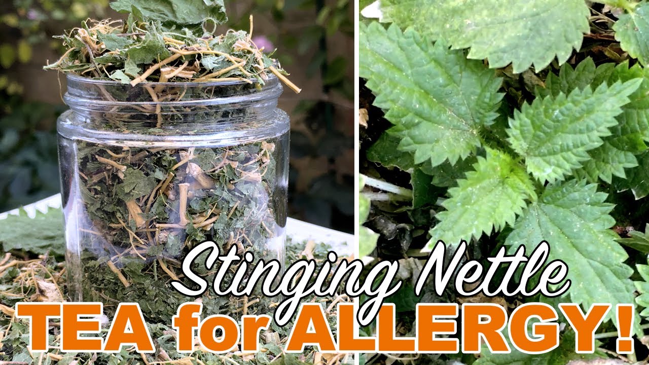 Stinging Nettle Root Tea & Compost Tea (Harvest & DIY)