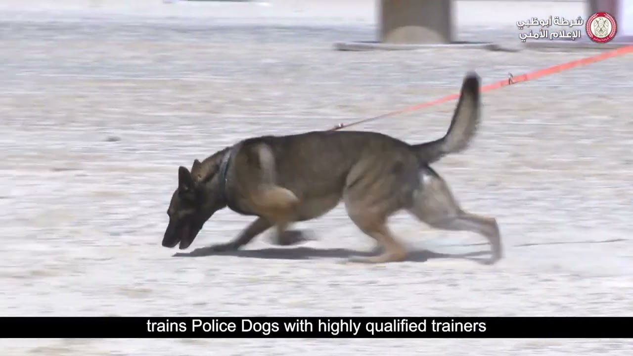 جهود ريادية لإدارة  التفتيش الأمني K9 بشرطة أبوظبي في تدريب  الكلاب البوليسية