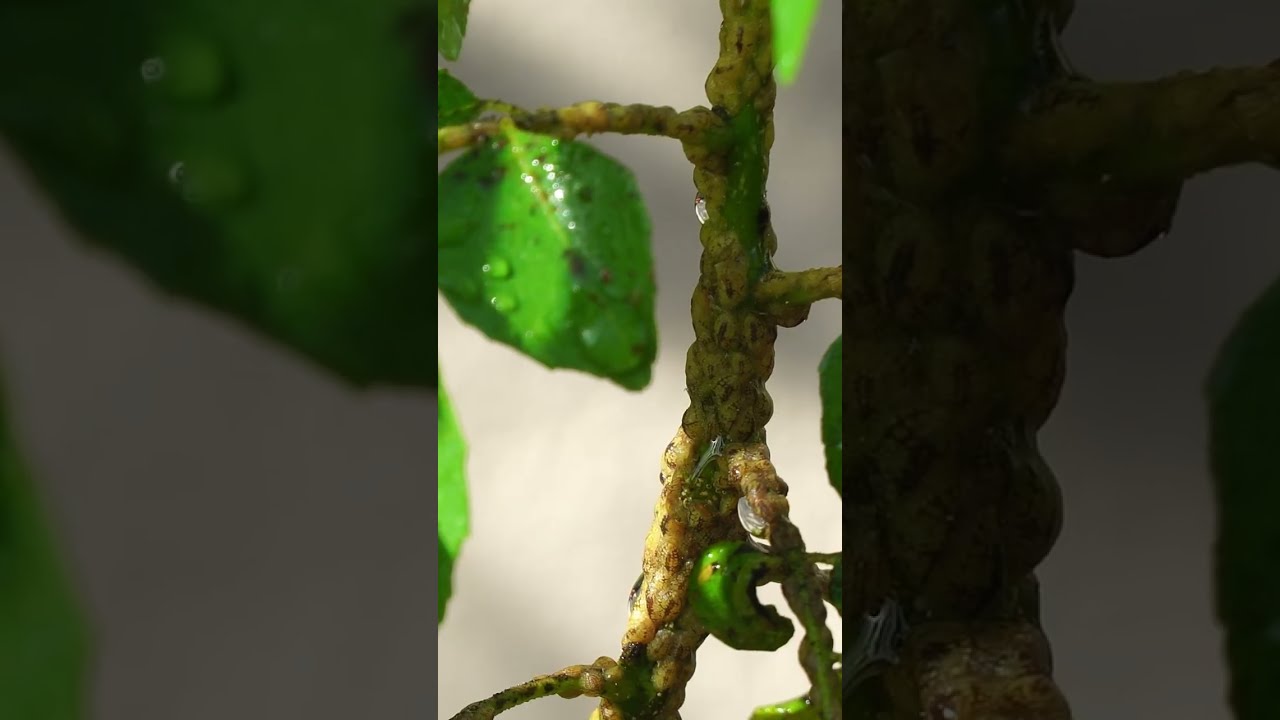 Обработка садовых растений от щитовки — секрет успеха #шорты