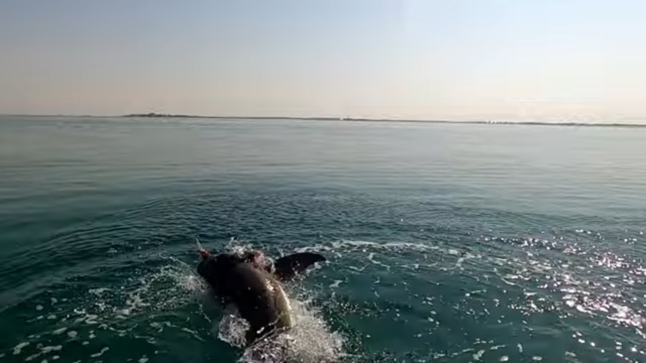 Biggest cobia fish ever caught from small inflatable boat, #cobia #fishing #abudhabifishing #solo