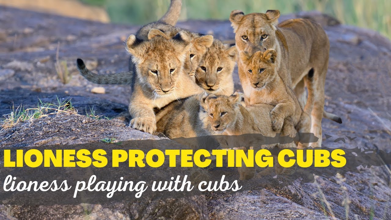 Wild Vibes | Lioness Protecting Cubs | lioness Playing with Cubs