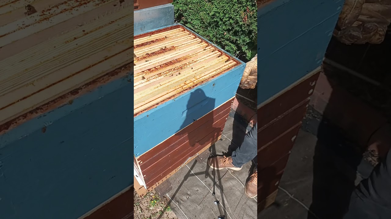 طريقة جني العسل بكمية كبيرة في شهر مايو