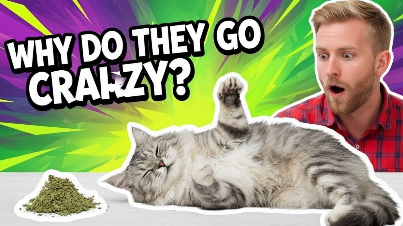 From Purring to the Fear of Cucumbers Feline Secrets Revealed