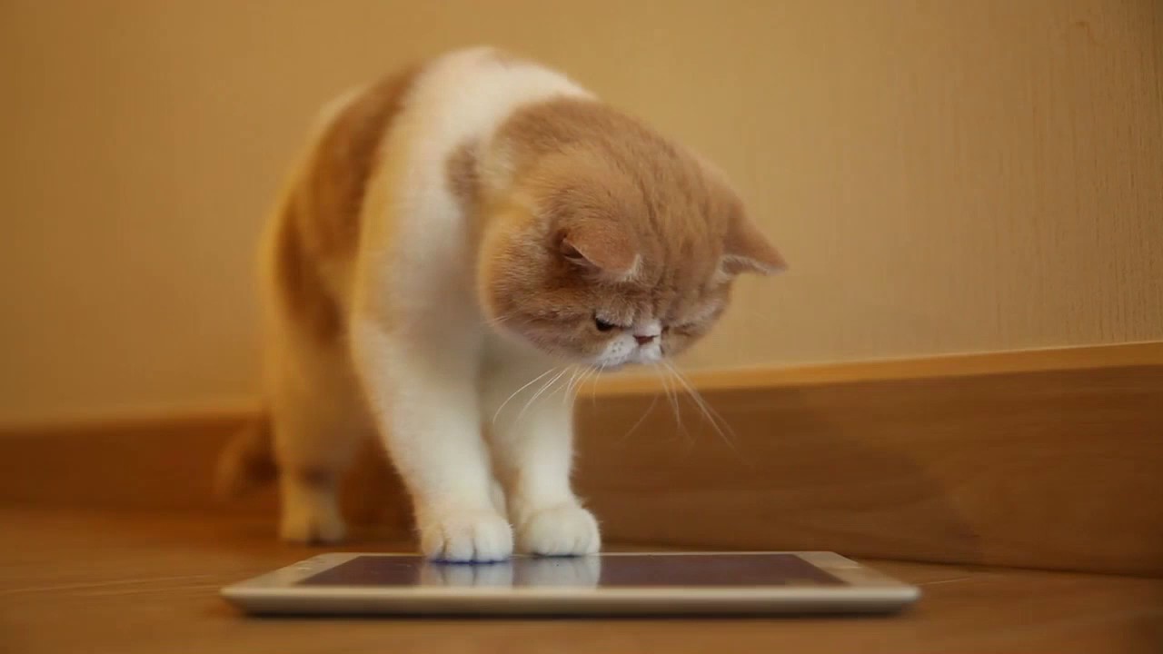 The purrfect solution