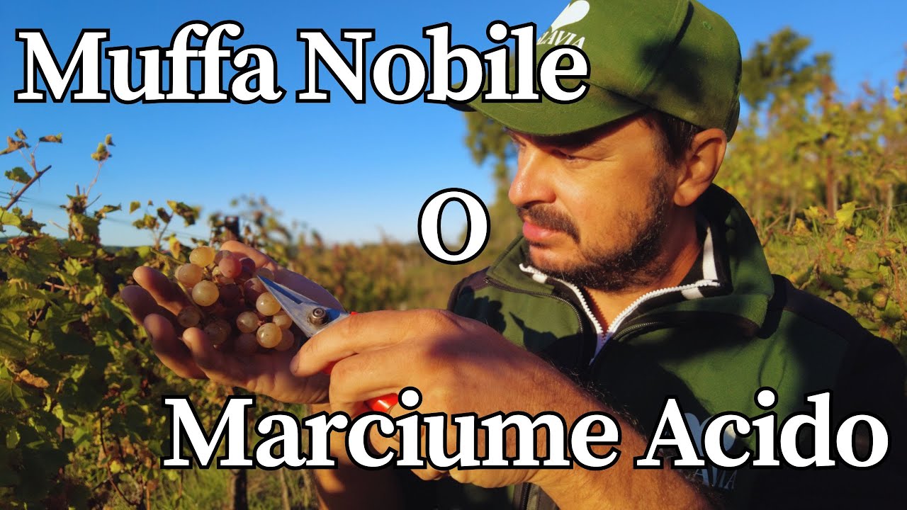 Muffa nobile o marciume acido?