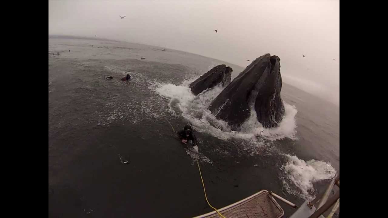 Whales almost eat Divers (Original Version)