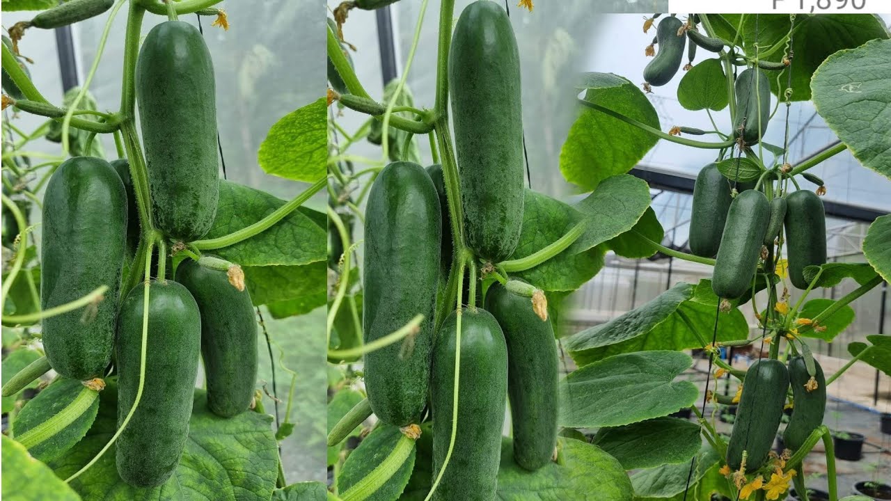 Cucumber Halos mapagod sa Dami ng Bunga gamit ang cocopeat?