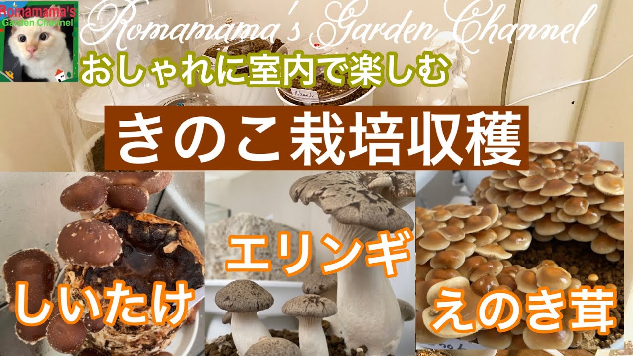 【きのこ】室内でインテリア感覚で楽しむキノコ栽培　#でるまっしゅ　#しいたけ栽培