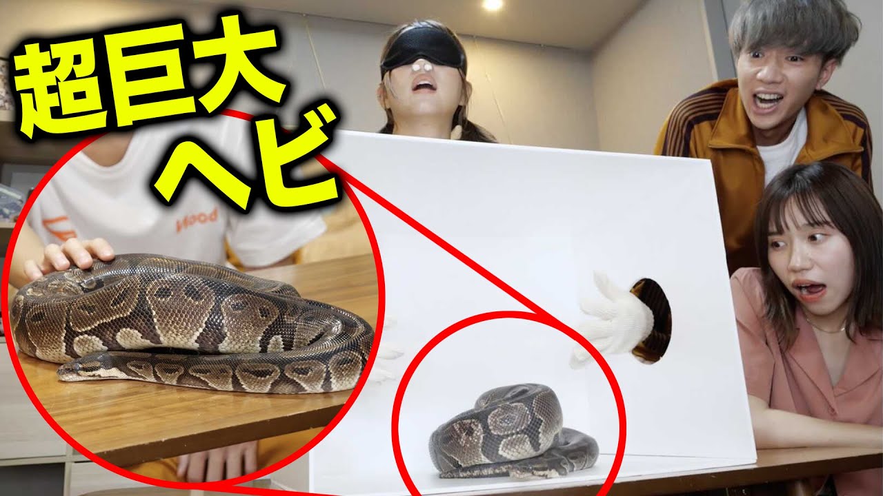 【大泣き】箱の中身はなんだろなの中身が小さい蛇オモチャかと思いきや本物の大蛇ドッキリがヤバすぎたwwwwww