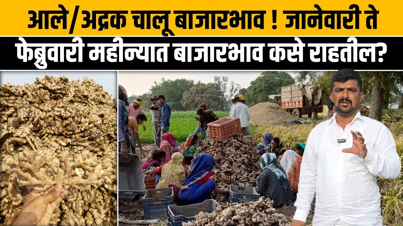 आले/अद्रक चालू बाजारभाव ! जानेवारी ते फेब्रुवारी महीन्यात बाजारभाव कसे राहतील?